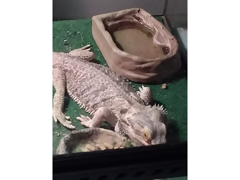 Pictures of my beardie