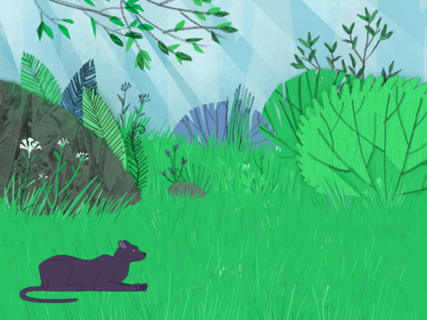 Predator and Prey: An animation