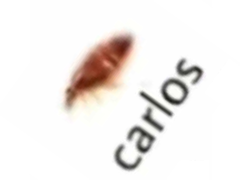 cArLoSs