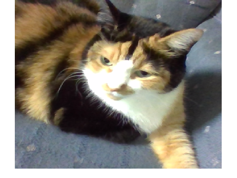 My cat Purcie