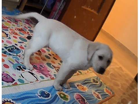 jerry