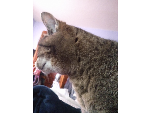 Have cat pictures