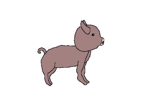 Pig