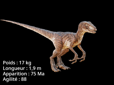 Velociraptor  