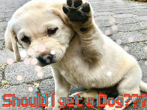 DOGSSSSSSSS!