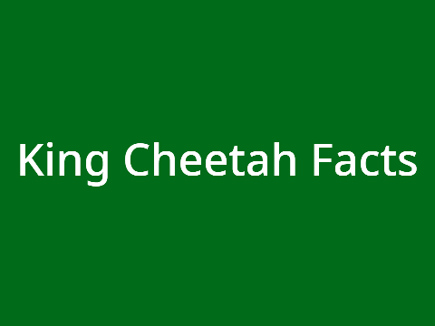 King Cheetah Facts