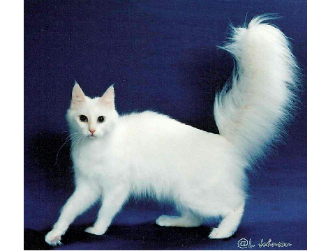 Princess - Cats