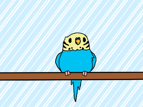  This is my Budgie