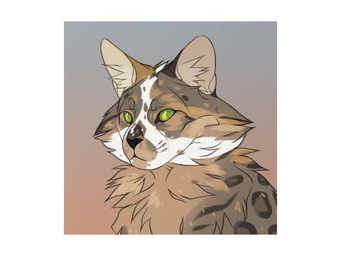 Dawnsong and Greysmoke's Future Kits