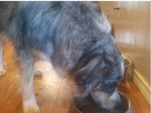 Photo Dump - Doggos