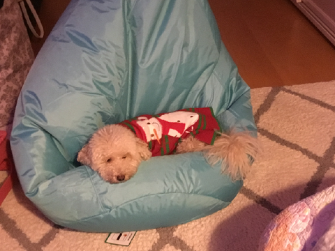 Bean Bag thief >:(