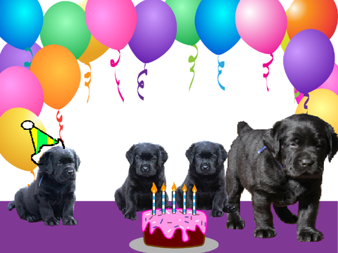 A Doggy Birthday Party! remix