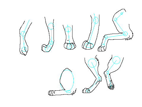Paw Practice