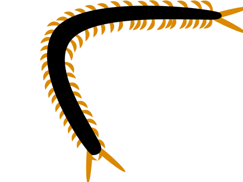 centipede