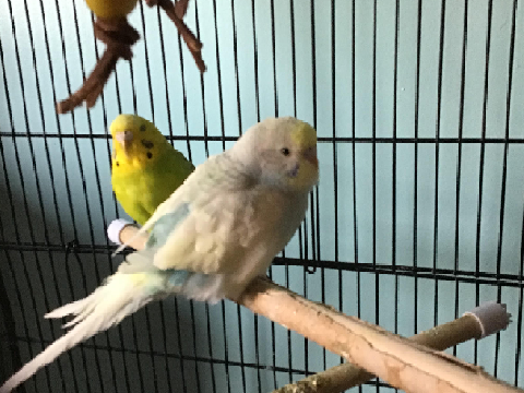 my parakeets biscuit (yellowish-greenish) and mittens (whitish-bluish)
