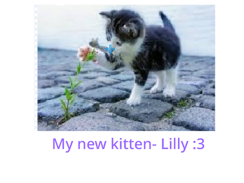 My new kitten :3