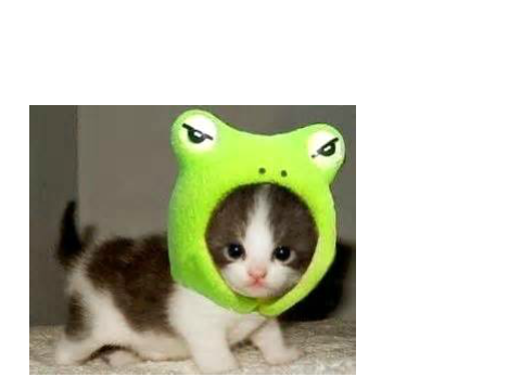 Scary Frog -Cat