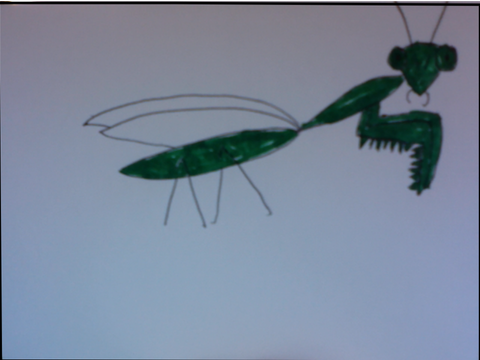 Mantis