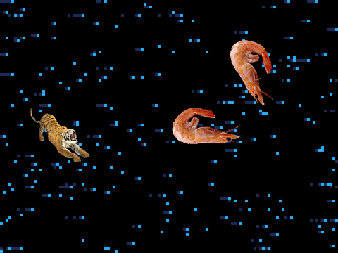 prawn