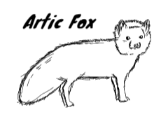 Artic Fox- No colour