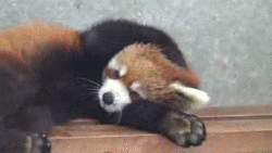 red panda