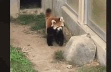 red pandx