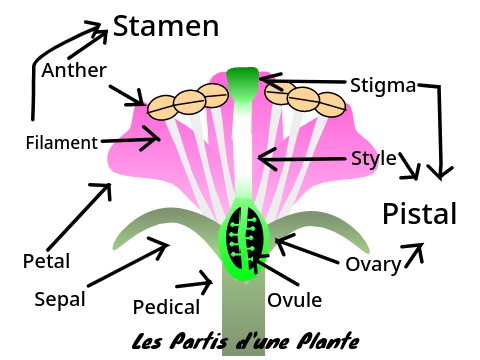 Flower