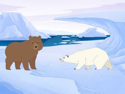 Ice Bear Project