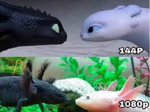 M E M E