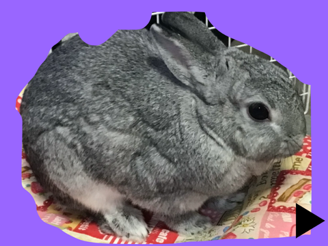 ふわゆきちゃん写真集