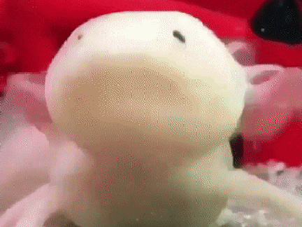axolotl is sad