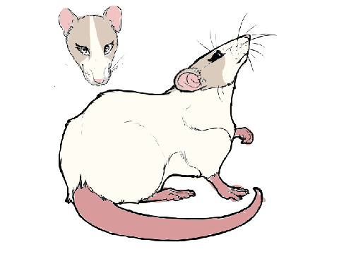 Rat Tales ~ Cameos Character Entry