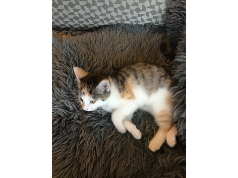 Random photos of my cat cause she’s cute