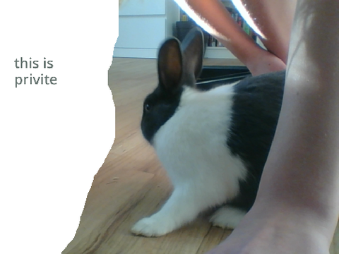 A picture of my bunny that no one asked for