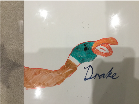 A Free Whiteboard Drawn PFP