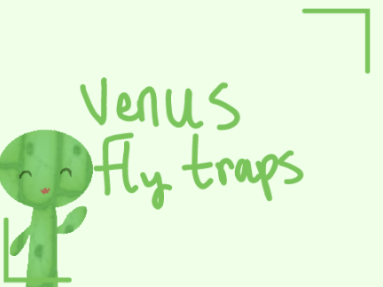 Venus Fly Traps