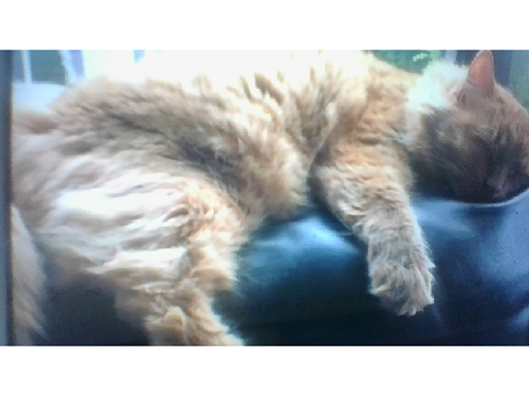 this is my fat fluffy cat :3