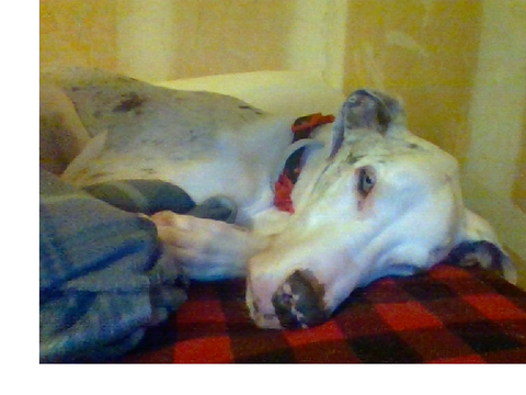 my blankie