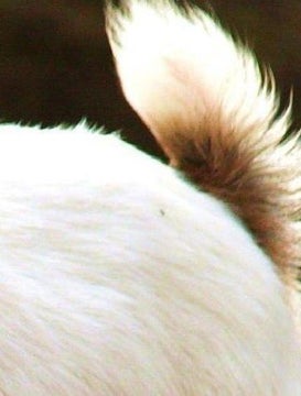 ᴳᵒᵃᵗˢ