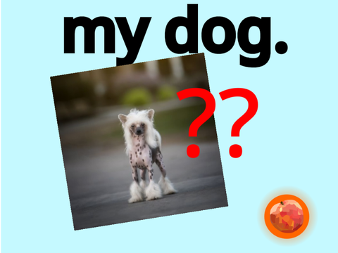 my dog is not my dog