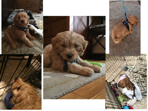 the goodest boii