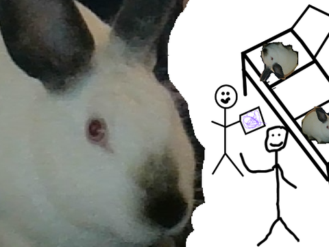 I carefully Yeeted the rabbits