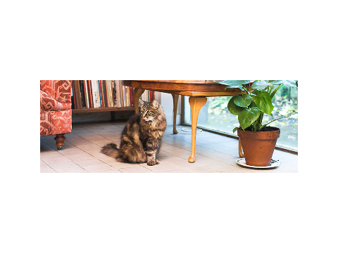 Chubby The Cat!