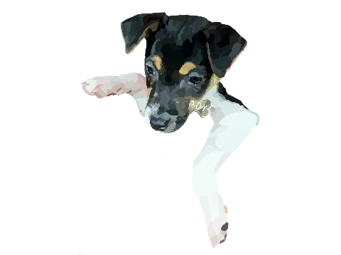 My Rat Terrier Puppy