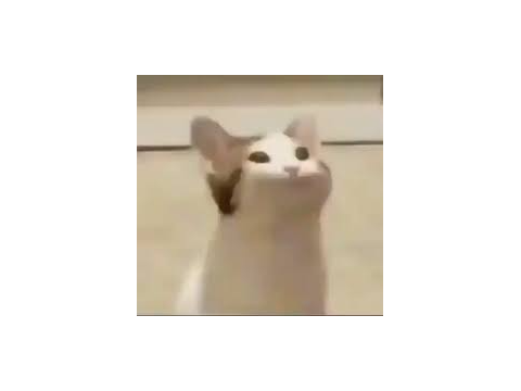 pop cat  purrrrrrrrrrrrrrrrfect
