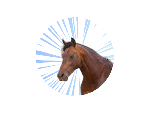 horse pfp