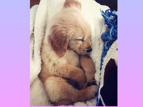 Cute Puppies!!