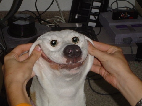 Funny Dogs!! :)