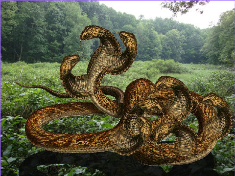 hydra