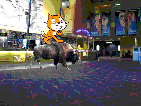 cat riding buffalo